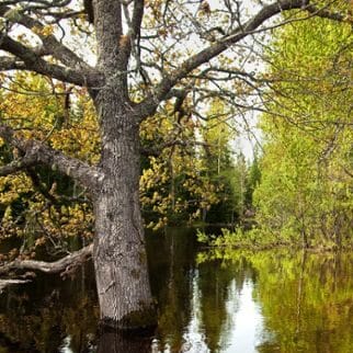 Vårflod – natur och hållbarhet