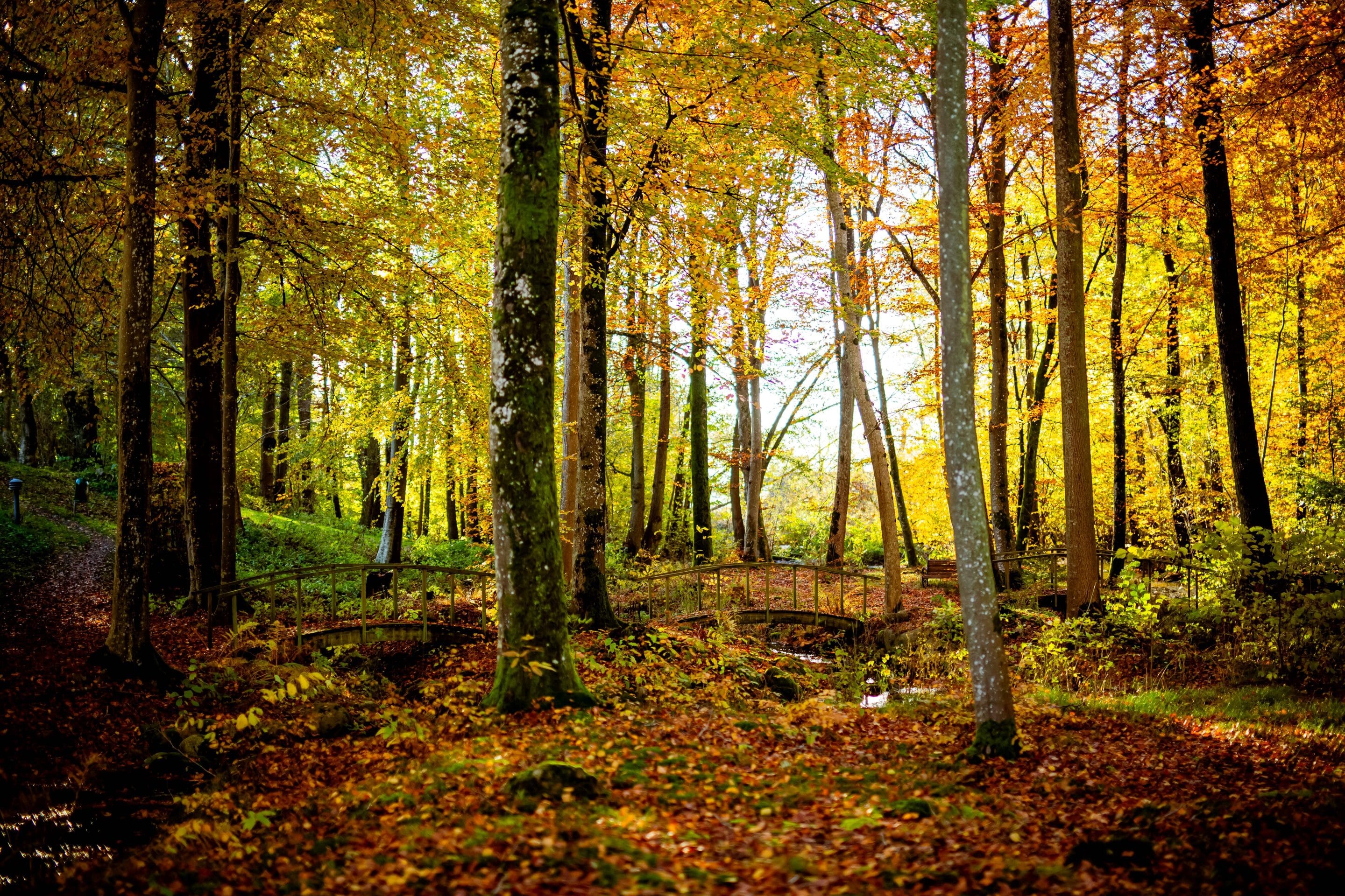 Margretetorps Gästgifvaregård conference Skåne nature forest